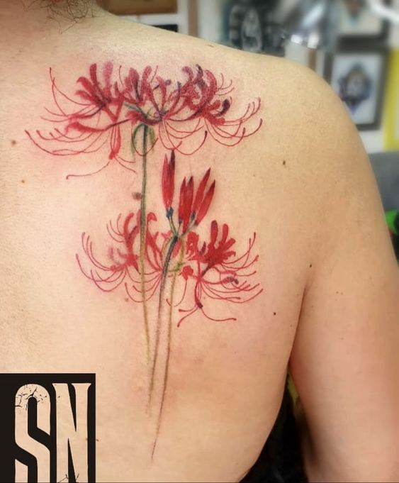 mẫu hình xăm cành hoa bỉ ngạn sau lưng cho nữ mẫu hình xăm cành hoa bỉ ngạn sau lưng cho nữ