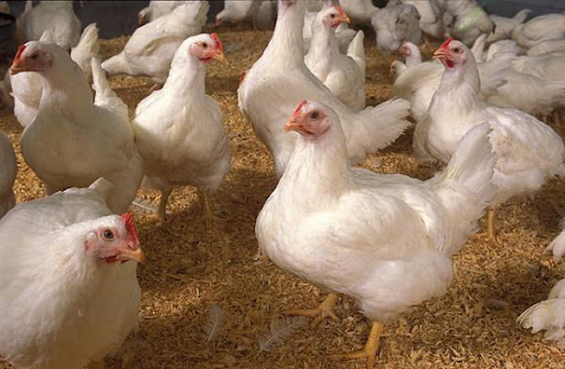 Kinh nghiệm chăn nuôi gà công nghiệp hiệu quả