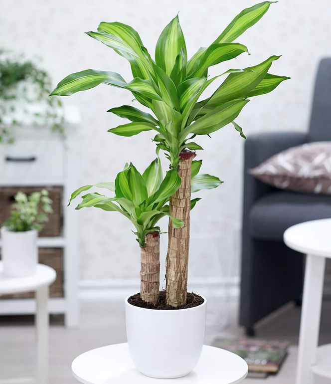 Cây huyết dụ: Ý nghĩa phong thủy, cách trồng và chăm sóc - 12