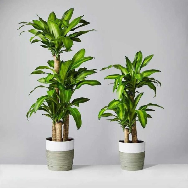 Cây thiết mộc lan: Ý nghĩa, hình ảnh, cách trồng và chăm sóc - phongthuyhoangcung.com
