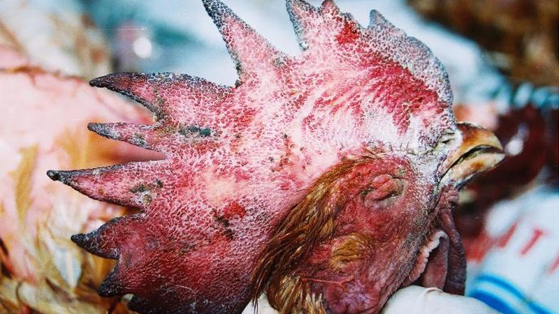 Cúm A/H5N1 - Khoa Thú y