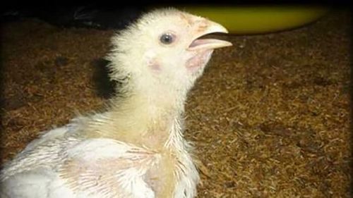 Viêm Phế Quản Truyền Nhiễm Trên Gà (Infectious bronchitis – IB) – Thuốc thú y VetCenter