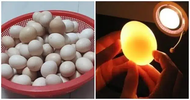 Cách Để Nhận Biết Trứng Gà Có Trống Khi Mới Đẻ
