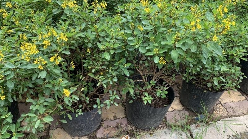 Cây đồng là gì? Cây kim đồng là cây gì?