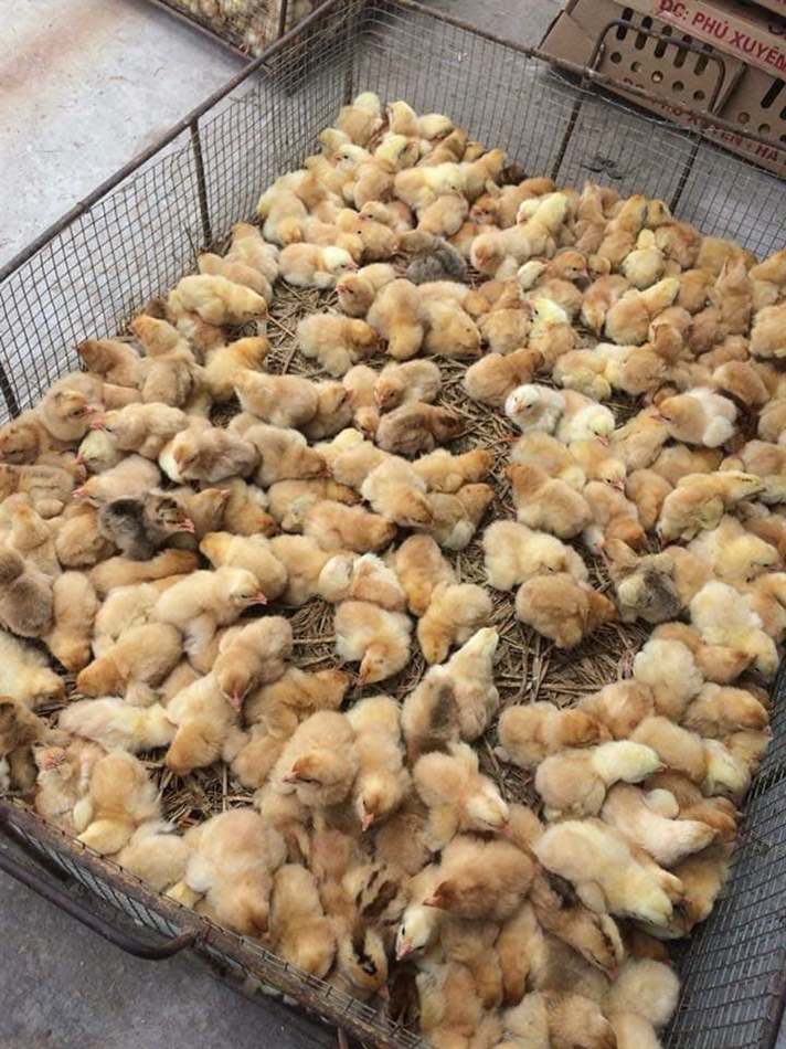 Điều trị gà con đi ngoài phân có bọt