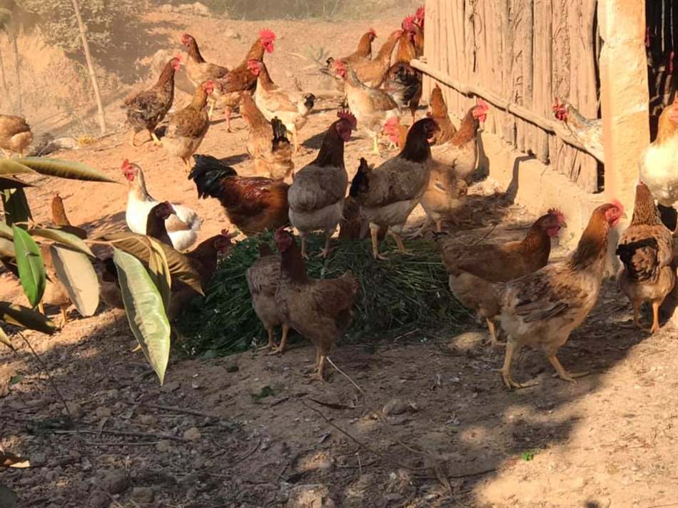 Một số bệnh thường gặp ở gà con