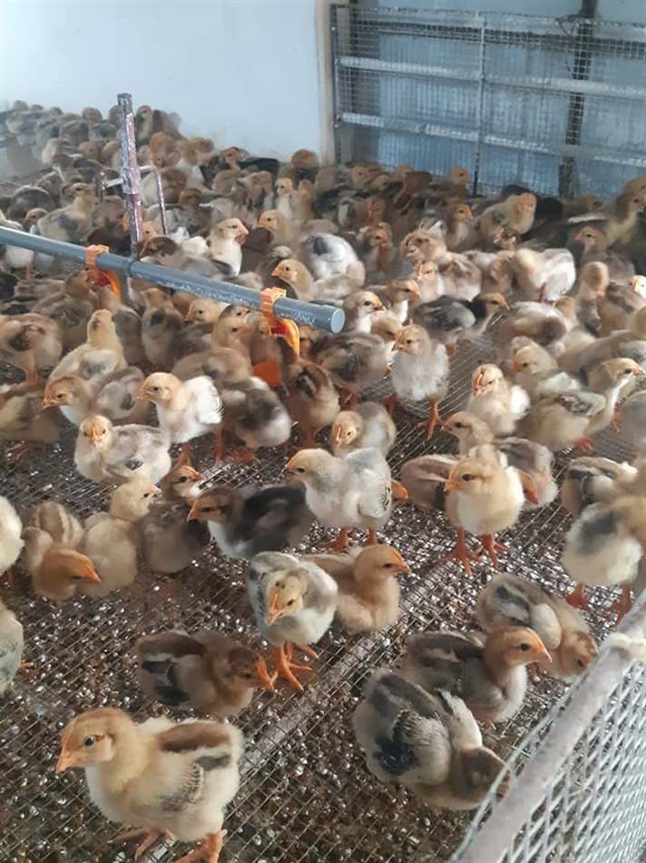 Triệu chứng gà con đi ngoài phân có bọt