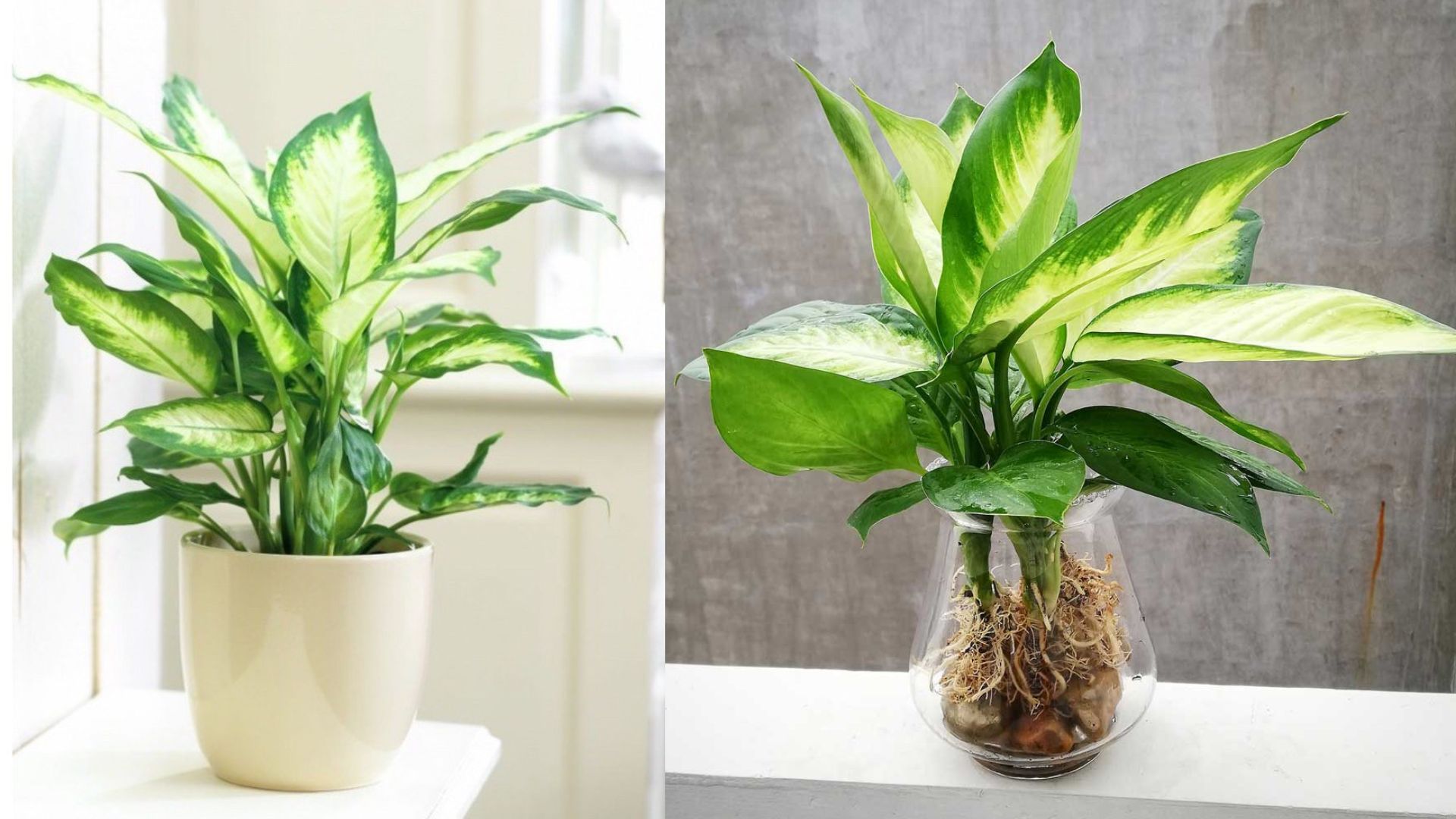 Cây Sao Sáng: Ý Nghĩa Thiên Nhiên, Cách Trồng Và Chăm Sóc