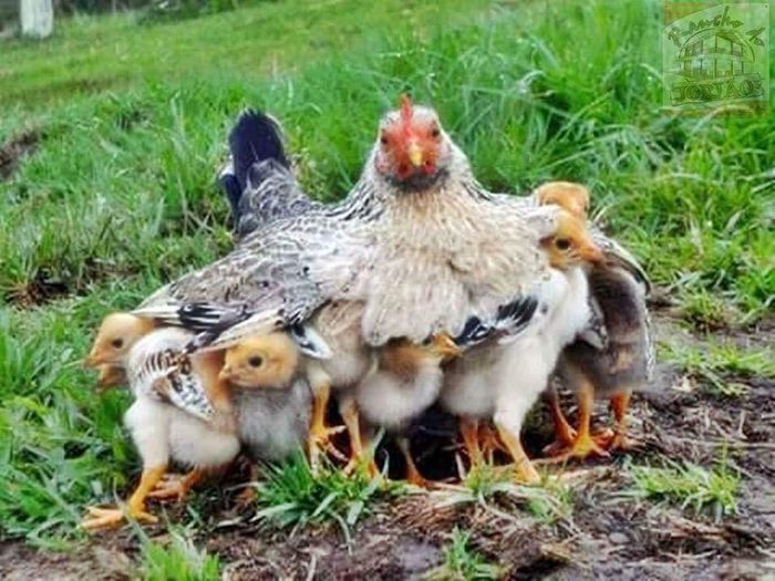 15 Bài văn mẫu sinh động nhất tả cảnh gà mẹ dắt đàn con đi kiếm ăn (Dành cho học sinh lớp 4)