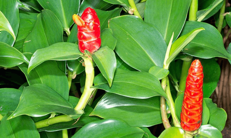 Hoa cây Phúc Lộc Thọ