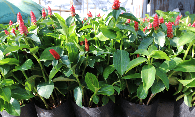 Cây Phúc Lộc Thọ trang trí trong nhà