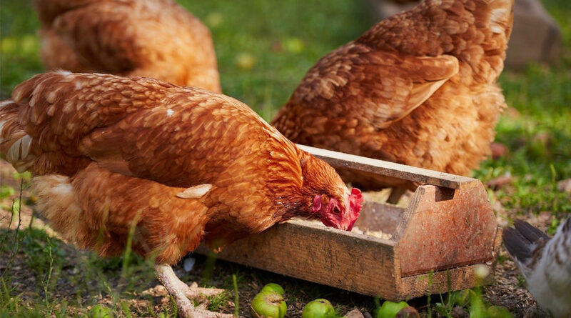 Chế độ đúc gà khi ghép trống mái