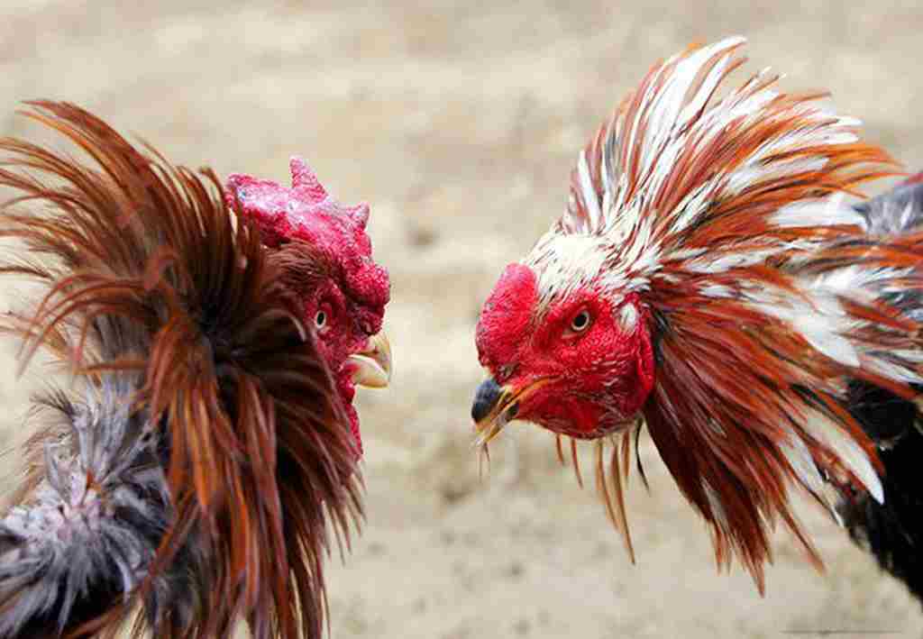 Yêu cầu cần nhớ khi ghép gà trống mái