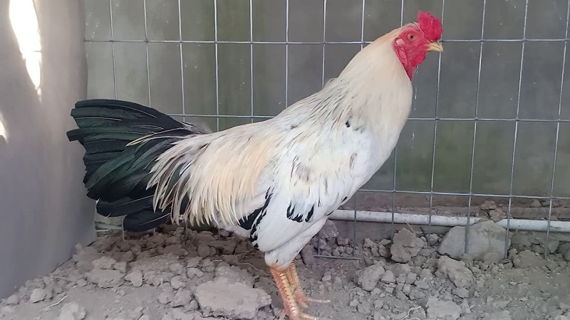 Xây dựng chuồng gà chuối đúng cách