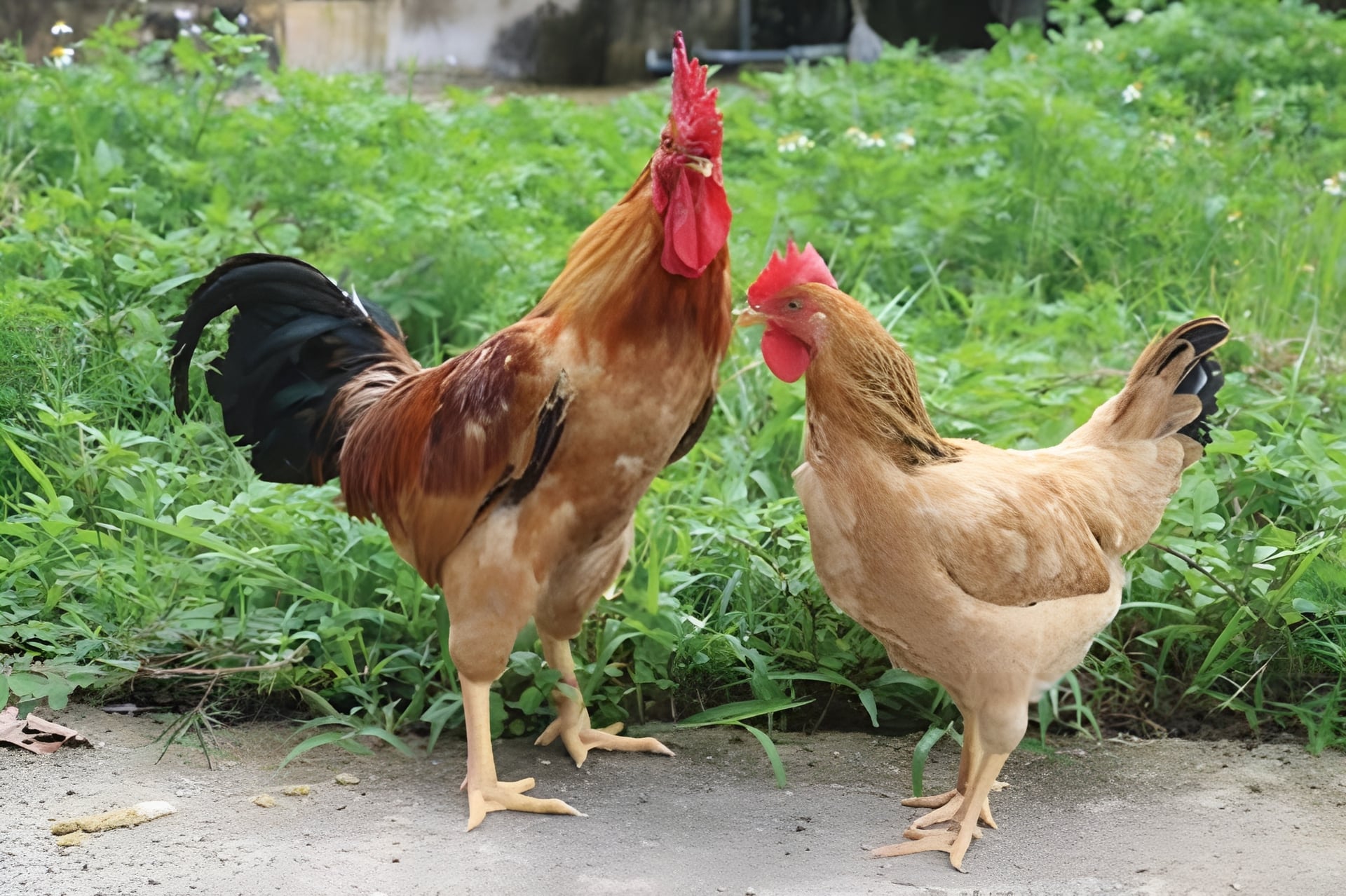 Gà ri trưởng thành