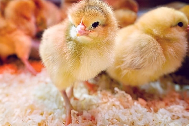 Gà ri con mới nở