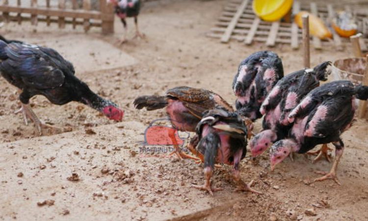 Gà nòi là gà gì? Tìm hiểu thông tin về giống gà chọi độc đáo Việt Nam 12 Gà nòi là gà gì? Tìm hiểu thông tin về giống gà chọi độc đáo Việt Nam