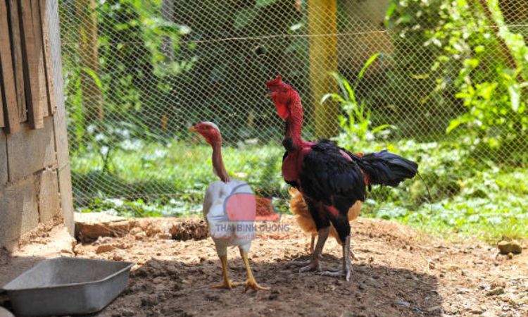 Gà nòi là gà gì? Tìm hiểu thông tin về giống gà chọi độc đáo Việt Nam 10 Gà nòi là gà gì? Tìm hiểu thông tin về giống gà chọi độc đáo Việt Nam