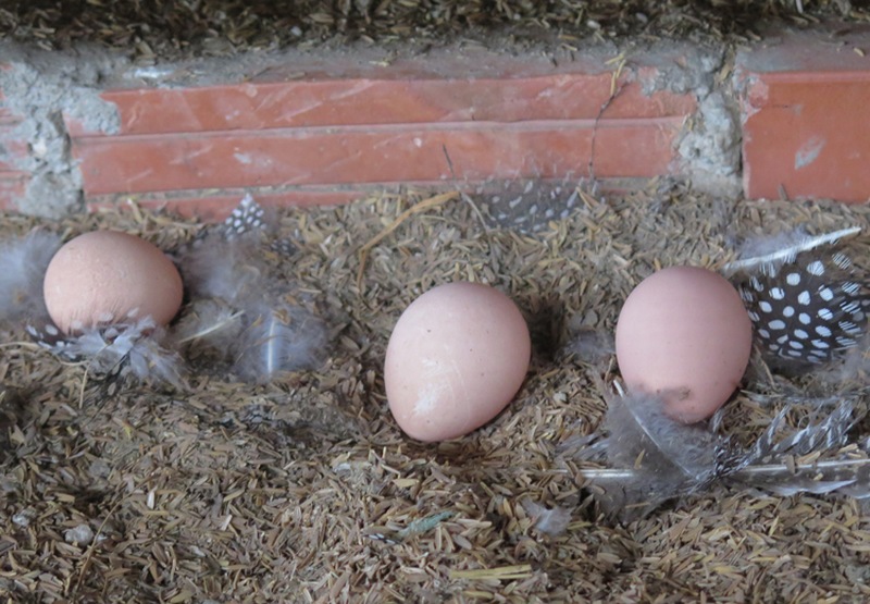 Gà sao là giống gì, trứng có tốt không, cách nuôi lấy trứng và bảo quản đúng cách