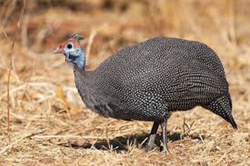 Gà sao là giống gì, trứng có tốt không, cách nuôi lấy trứng và bảo quản đúng cách