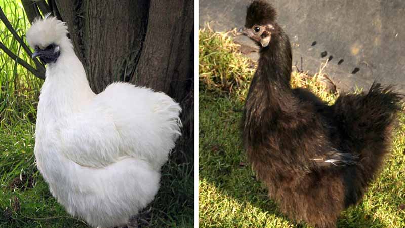 Gà ác là gà gì? Công dụng của gà ác đối với sức khỏe